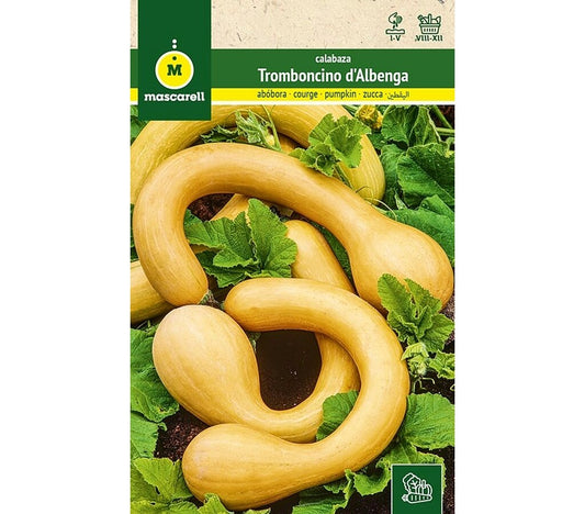 Semillas Calabaza Trombocino D'albenga_0
