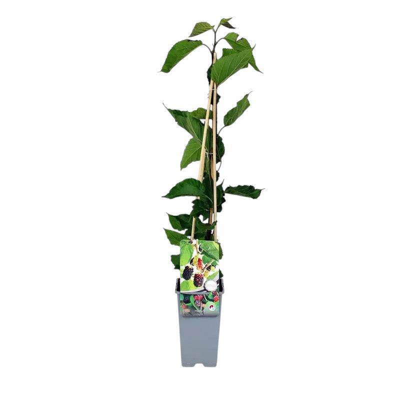 Frutal Moral Árbol Cepellón 30 CM_0