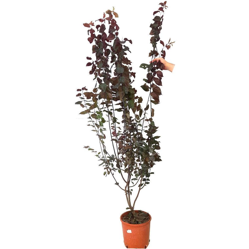 Prunus Cerasifera Nigra M25 170cm_0
