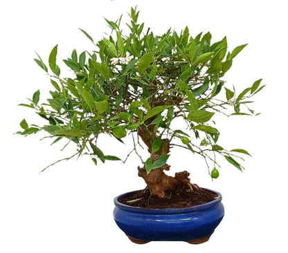 Bonsái Citrus Limequat 19 Años (limonero)_0