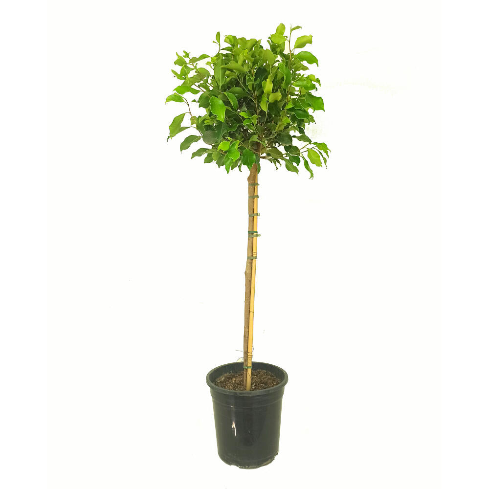Ficus Retusa Copa M25 120cm_0