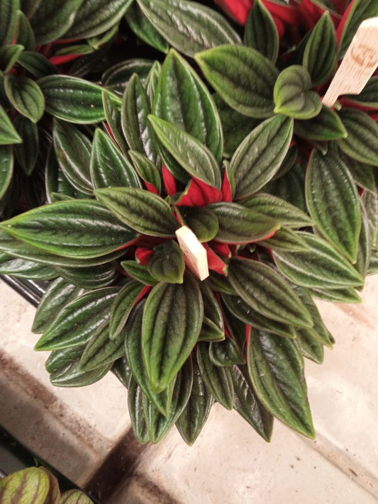 Peperomia Cappe Rosso Planta De Interior_0