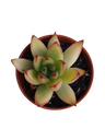 Echeveria Red Tips Planta Suculenta Ø5
