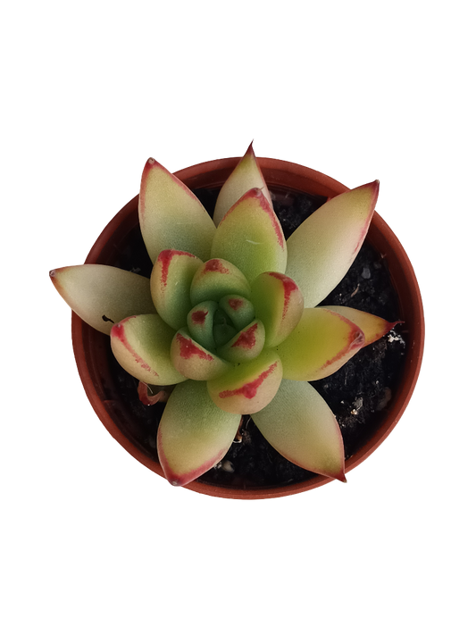 Echeveria Red Tips Planta Suculenta Ø5_0