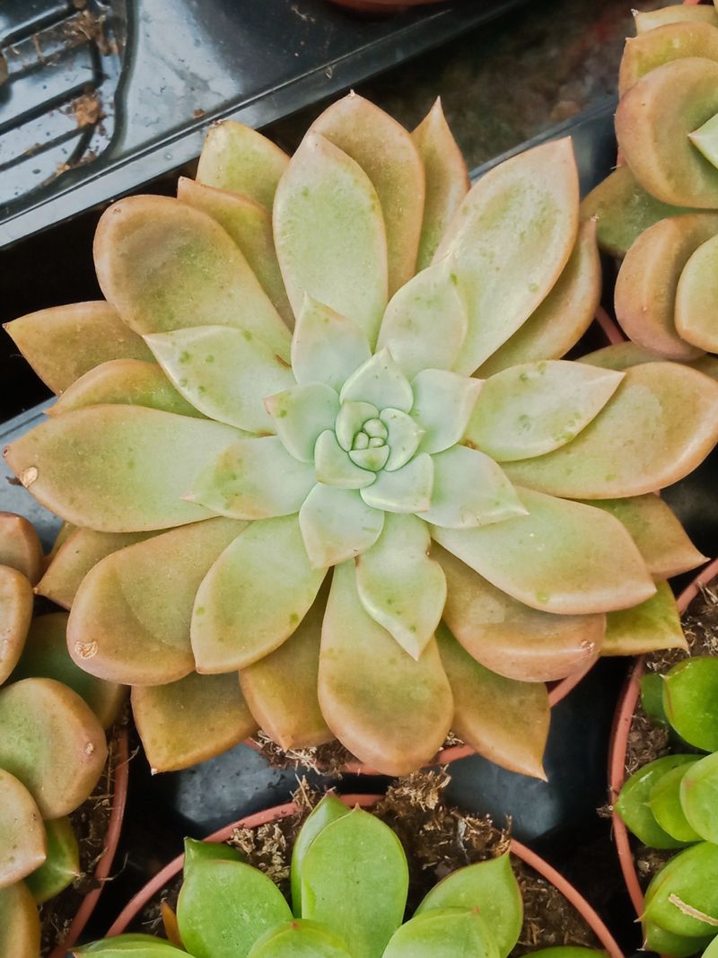 Suculentas Y Cactus Variedad #57 Planta Sin Id