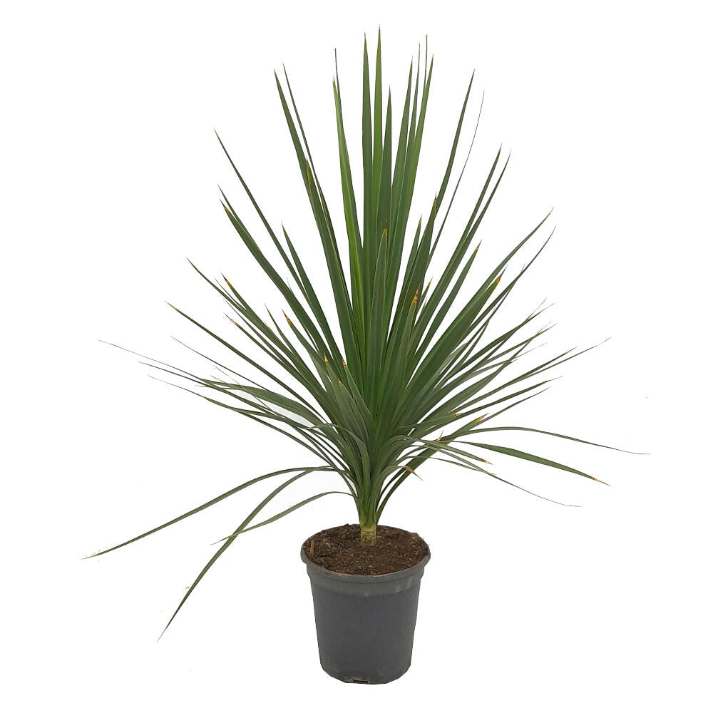 Cordyline Peko M20 80cm
