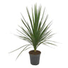 Cordyline Peko M20 80cm
