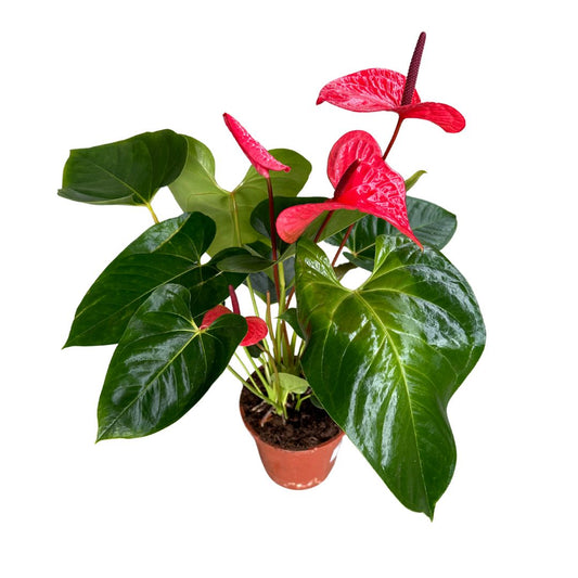 Anthurium De Colores Planta De Interior Con Vistosas Flores Maceta 14cm_0