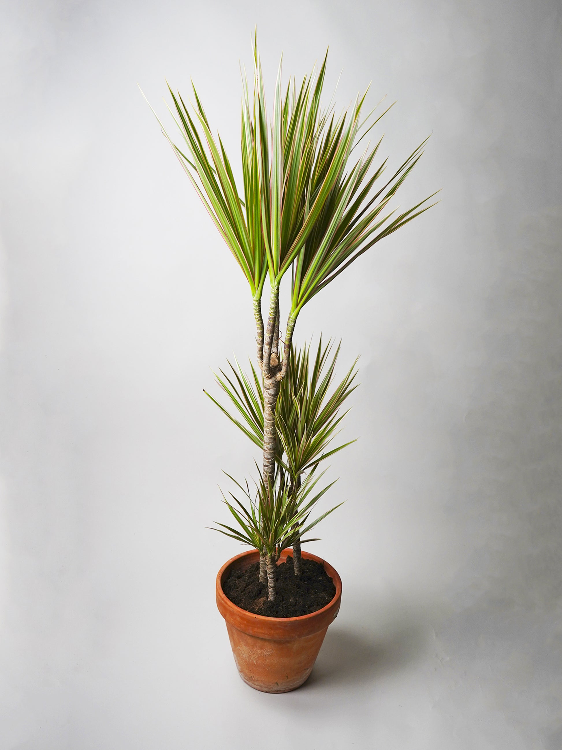 Dracaena Marginata | Altura 120cm - Diámetro 20cm