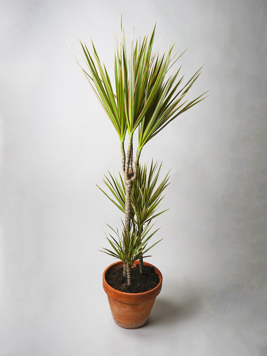 Dracaena Marginata | Altura 120cm - Diámetro 20cm