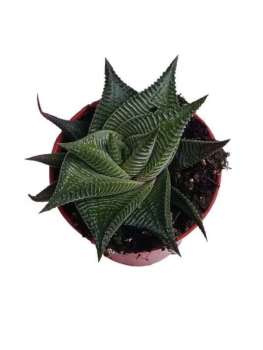 Haworthia Limifolia Var Striata Ø5 Planta Suculenta_0
