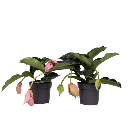 Medinilla De Flor Rosa - 2 Pzs - Medinilla Magnifica - Altura 40-50cm - ⌀17cm