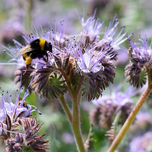 Semillas Facélia Ecológicas