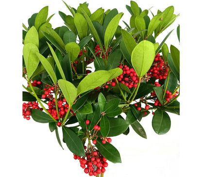 Skimmia Japónica Veitchii Copa M24_1