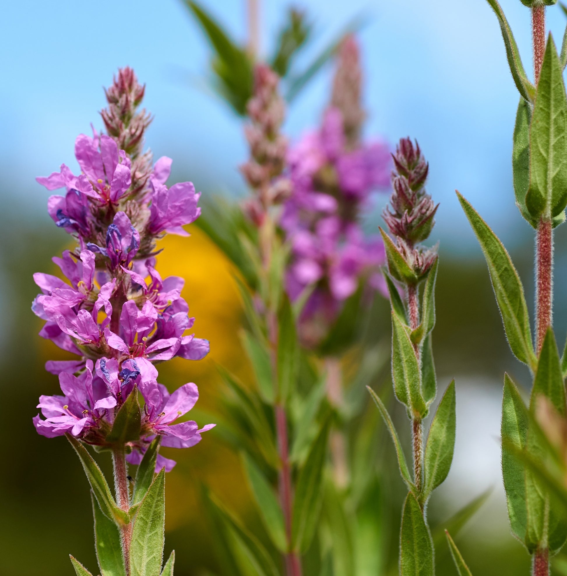 Salicaria Lythrum Salicaria Planta Estanque - Set 4 Plantas Con Cesta Y Sustrato_1