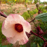Semillas Hibiscus Ecológicas