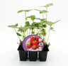 Pack Plantones Fresa De Bosque 6 Ud. Natural - Fitoralia