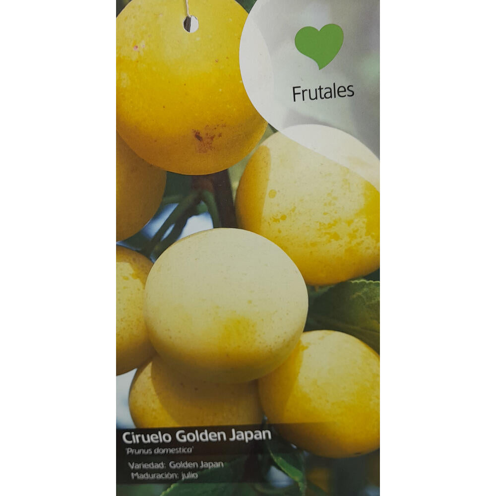 Ciruelo Golden Japan M22 140-150cm_0