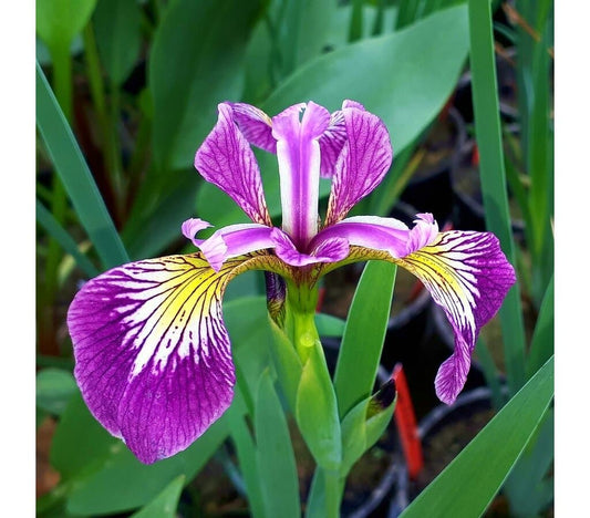 Iris Versicolor_0