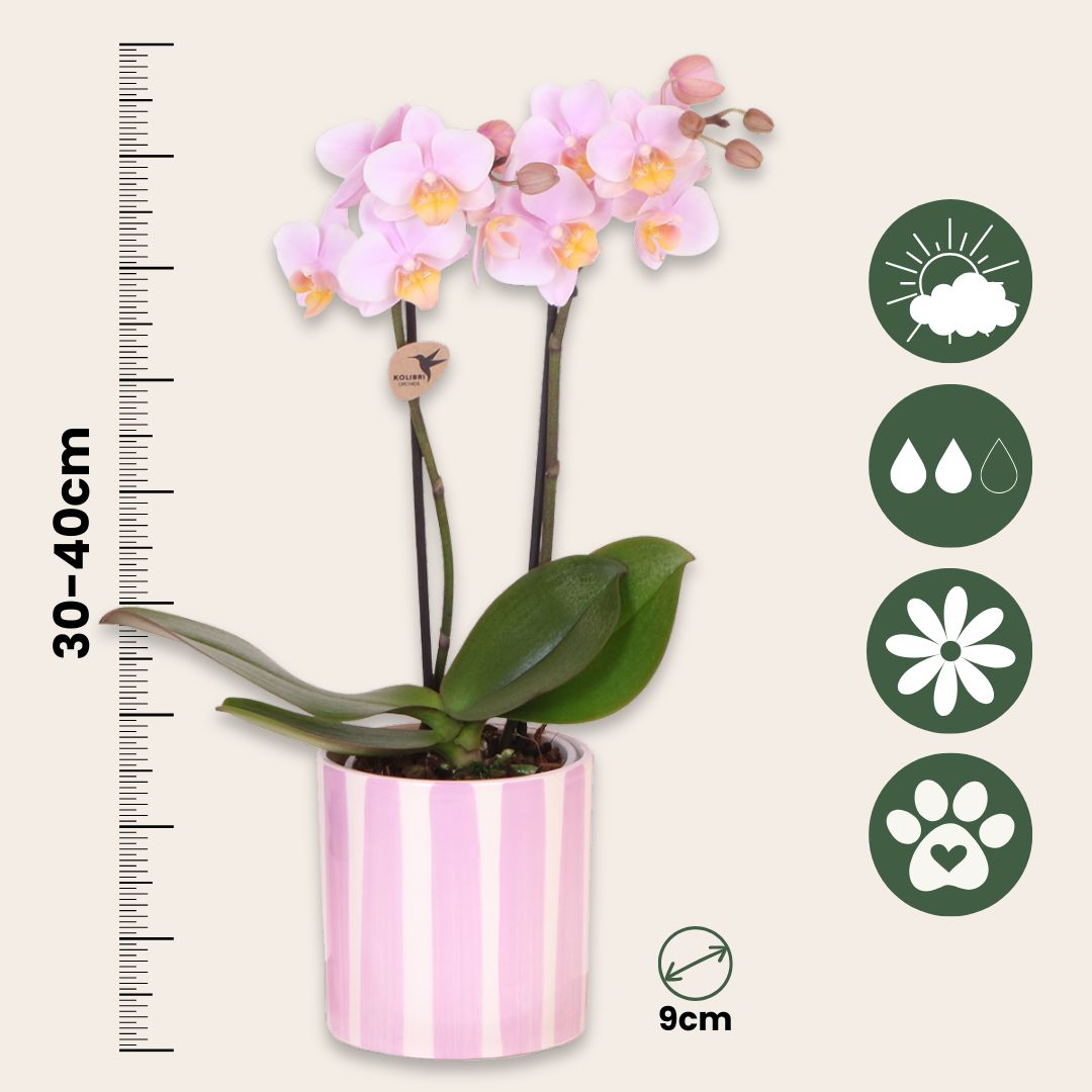 Set De Regalo Orquídea 'pink S' - Phalaenopsis - Altura 30cm