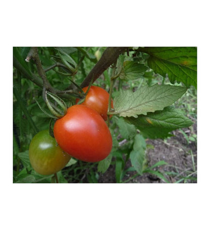 Plantón Tomate De Pera Roma Vf (10 Unidades)_0