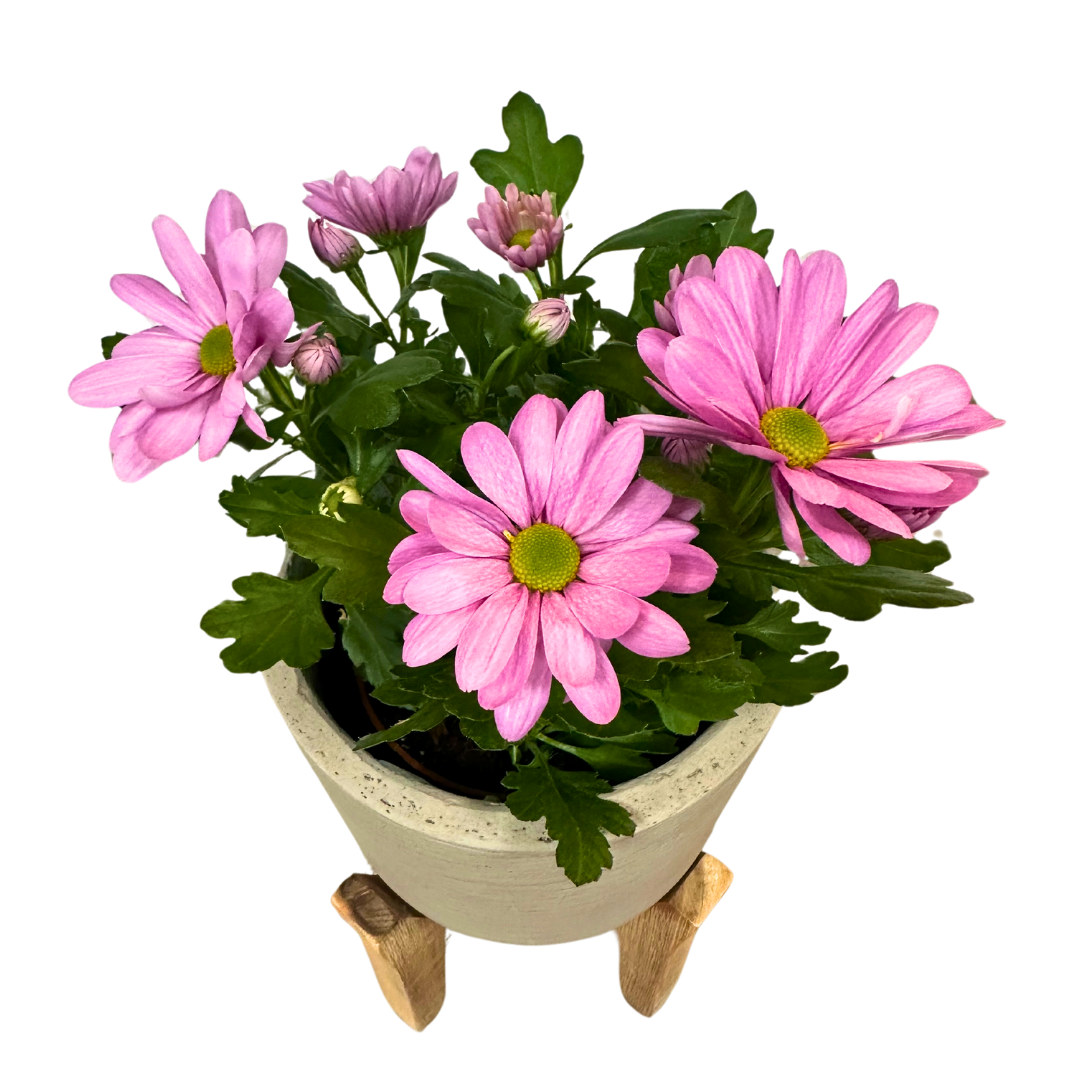 Crisantemo Colores Variados M12