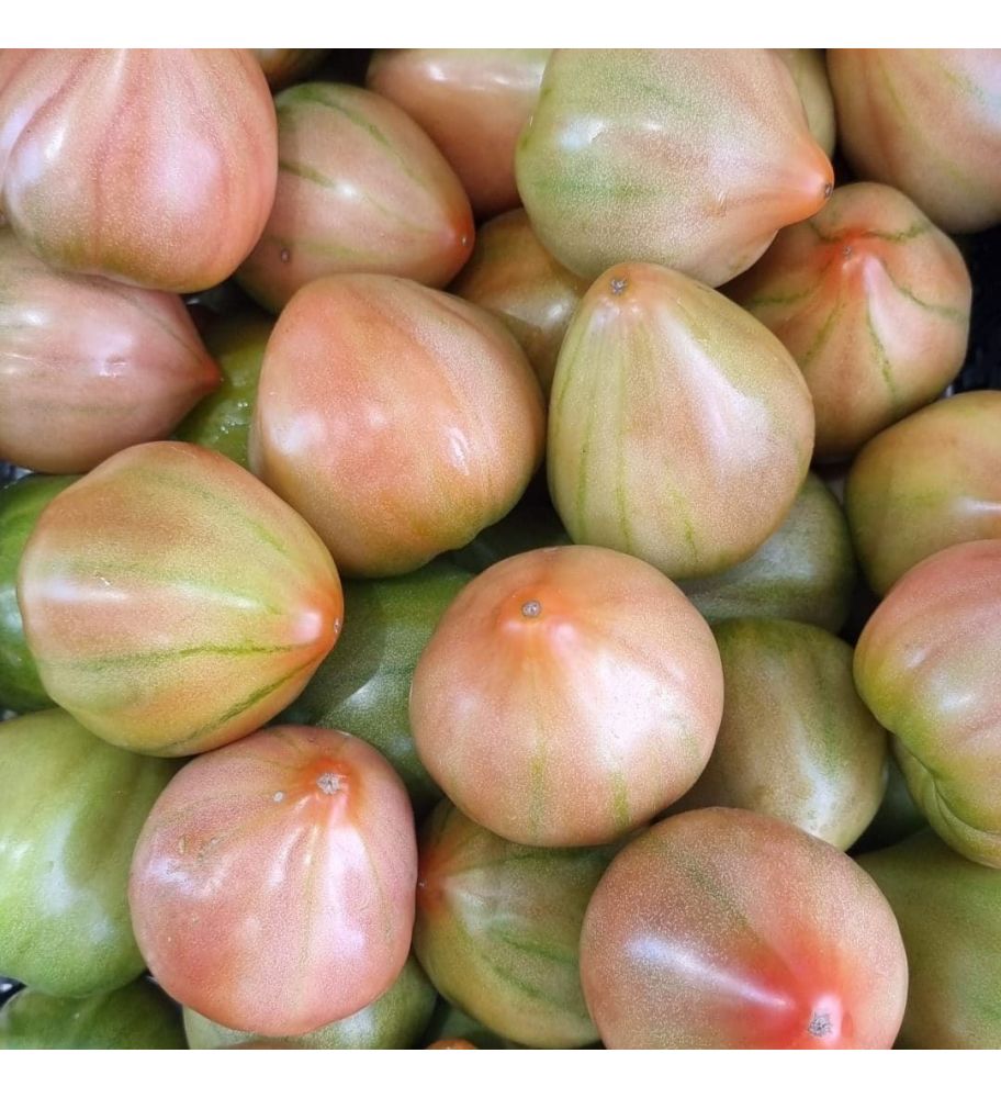 Plantón Tomate Valenciano Gordal (10 Unidades)_0