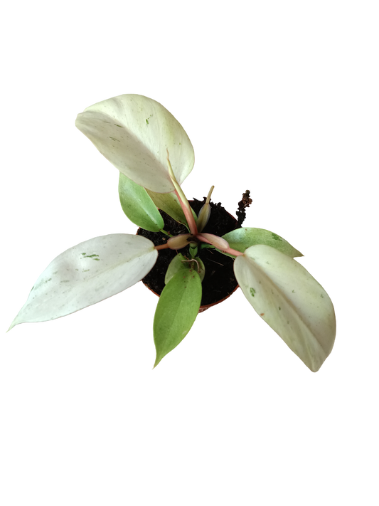 Philodendron Posible Snowdrift Planta De Interior Ø6_0