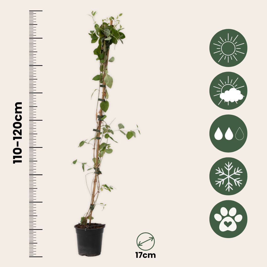 Madreselva - 2 Pzs - Lonicera 'american Beauty' - Altura 110-120cm - ⌀17cm_2