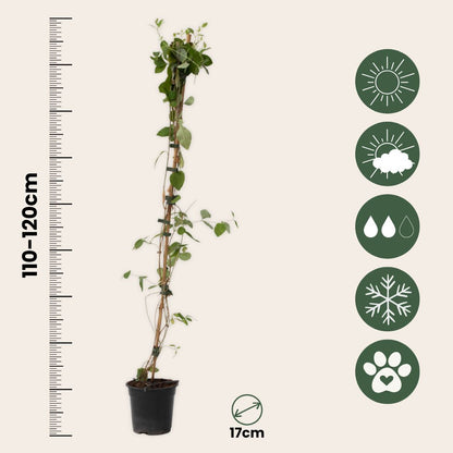 Madreselva - Lonicera X Heckrotti 'american Beauty' - Altura 110-120cm - ⌀17cm