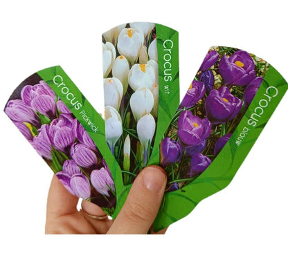 Crocus M9_1