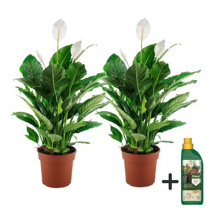 Lirio De Paz Espatifilo - 2 Pzs - Spathiphyllum 'lima' - Altura 60-75cm - ⌀17cm