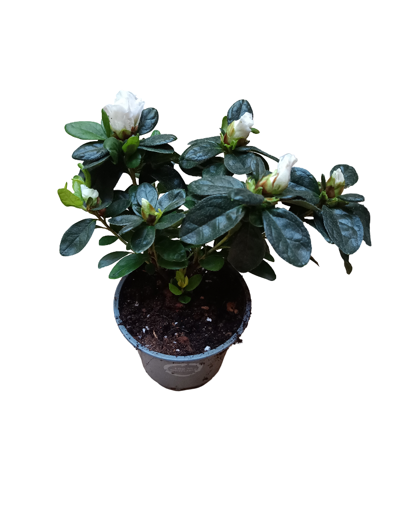 Planta Azalea De Flor Blanca Ideal Para Jardines Y Para Bonsai_0
