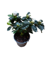 Planta AZALEA de Flor BLANCA ideal para Jardines y para Bonsai