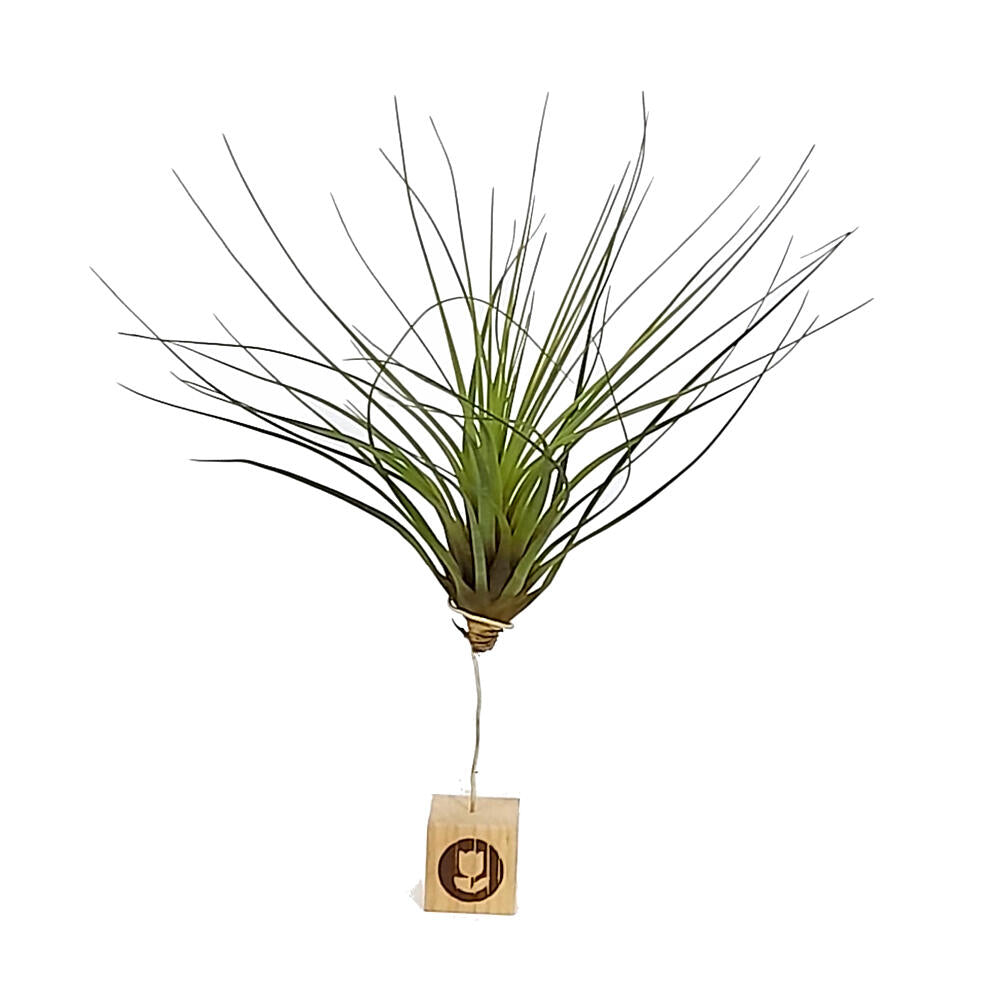 Tillandsia Tricolor 26cm Alto X 32cm Ancho