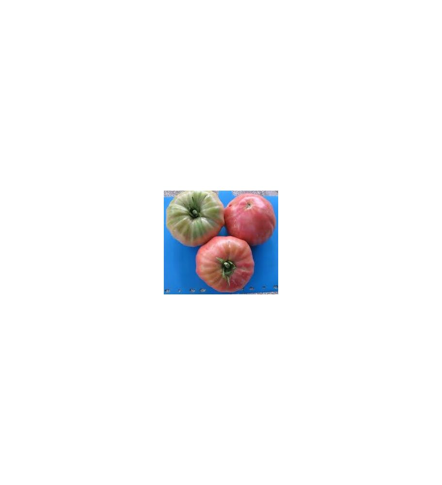 Plantón Tomate Flor De Baladre (10 Unidades)_1