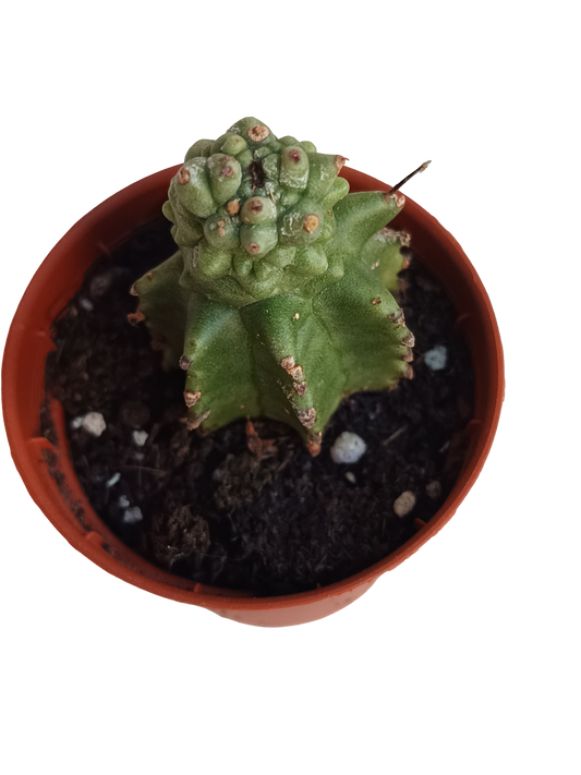 Euphorbia Kikko Planta Suculenta Ø5