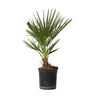 Palmito - Chamaerops Humilis - Altura 50-60cm - ⌀15cm