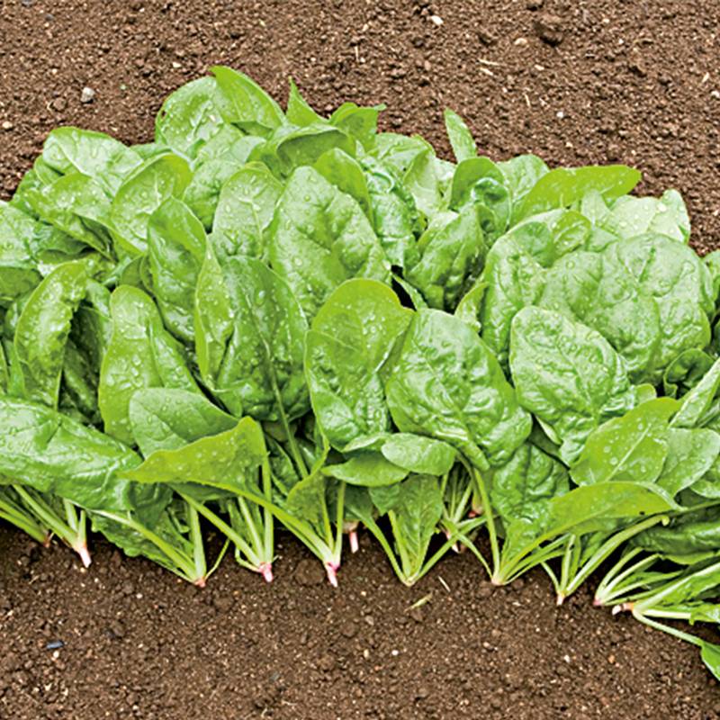 Semillas Espinaca Matador Ecológicas Biodinámicas Demeter