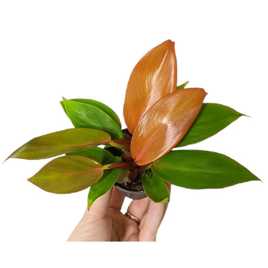 Philodendron Cherryred M6_0