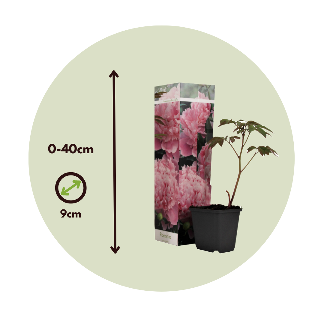 Peonía China - 3 Pzs - Peaonia 'sarah Bernhardt' - Altura 0-40cm - ⌀9cm_2