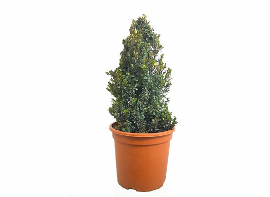 Myrsine Africano M24 (boj Africano)_0