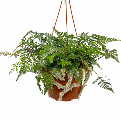 Helecho Davallia Canariensis