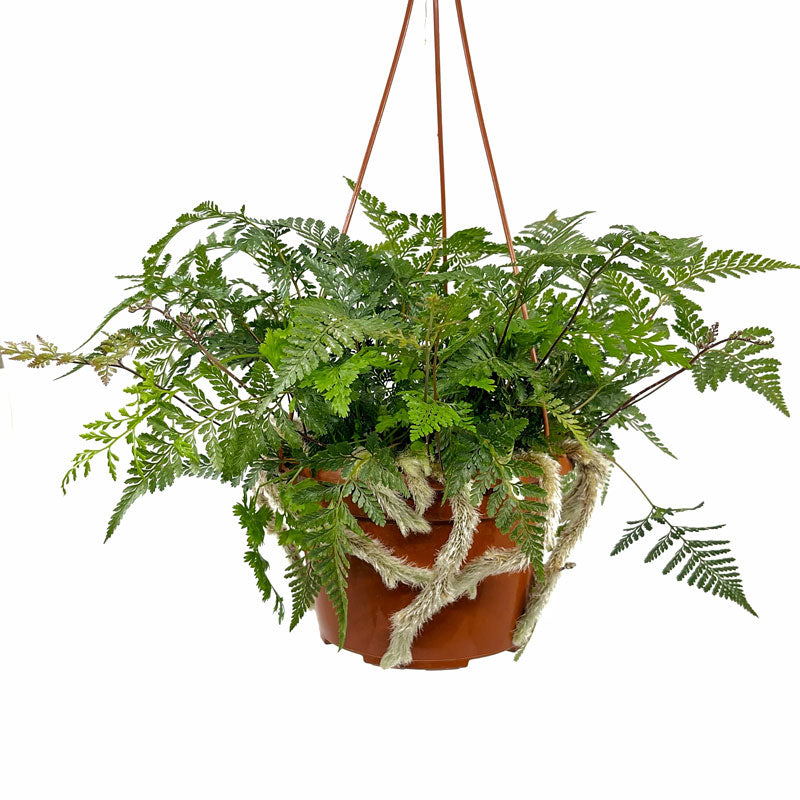 Helecho Davallia Canariensis M15 cm Ø con colgador_0
