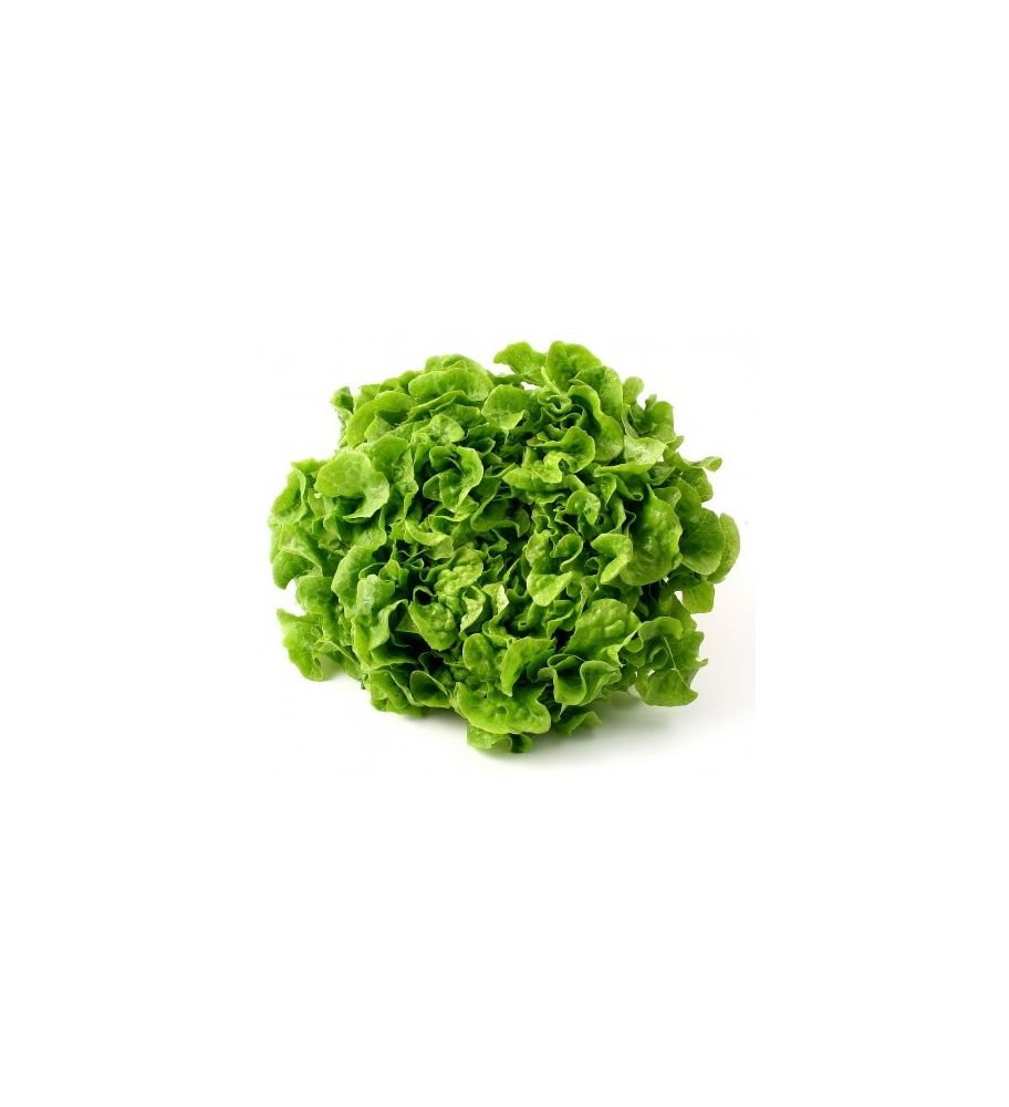 Plantón Lechuga Hoja De Roble Verde (10 Unidades)_1