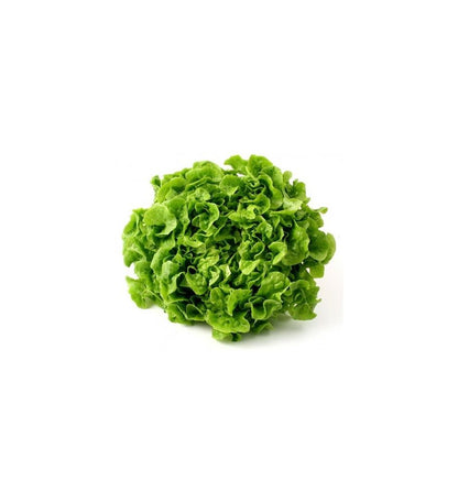 Plantón Lechuga Hoja De Roble Verde (10 Unidades)_1