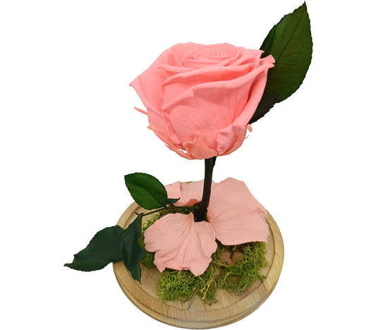 Mundo Eterno Rosa En Cúpula Rosa 12x20cm_0