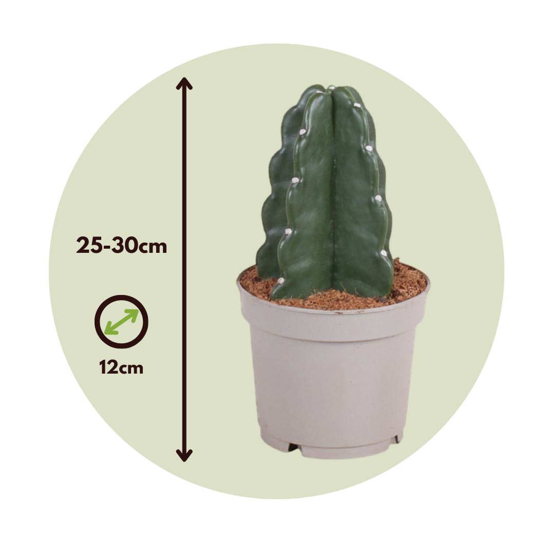 Cactus - Cereus Jamacaru - Altura 25-30cm - ⌀12cm_2