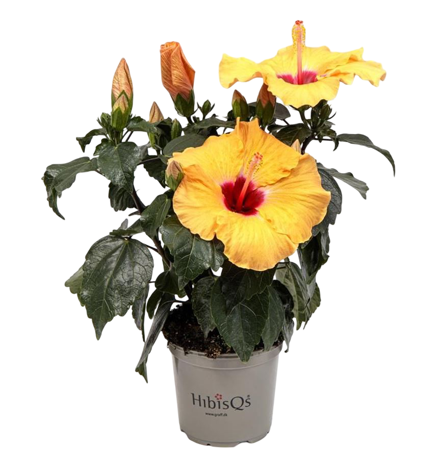 Planta Natural Hibiscus Rosa-sinensis 'adonicus Apricot'ø 13 Alt. 27 - 37_0