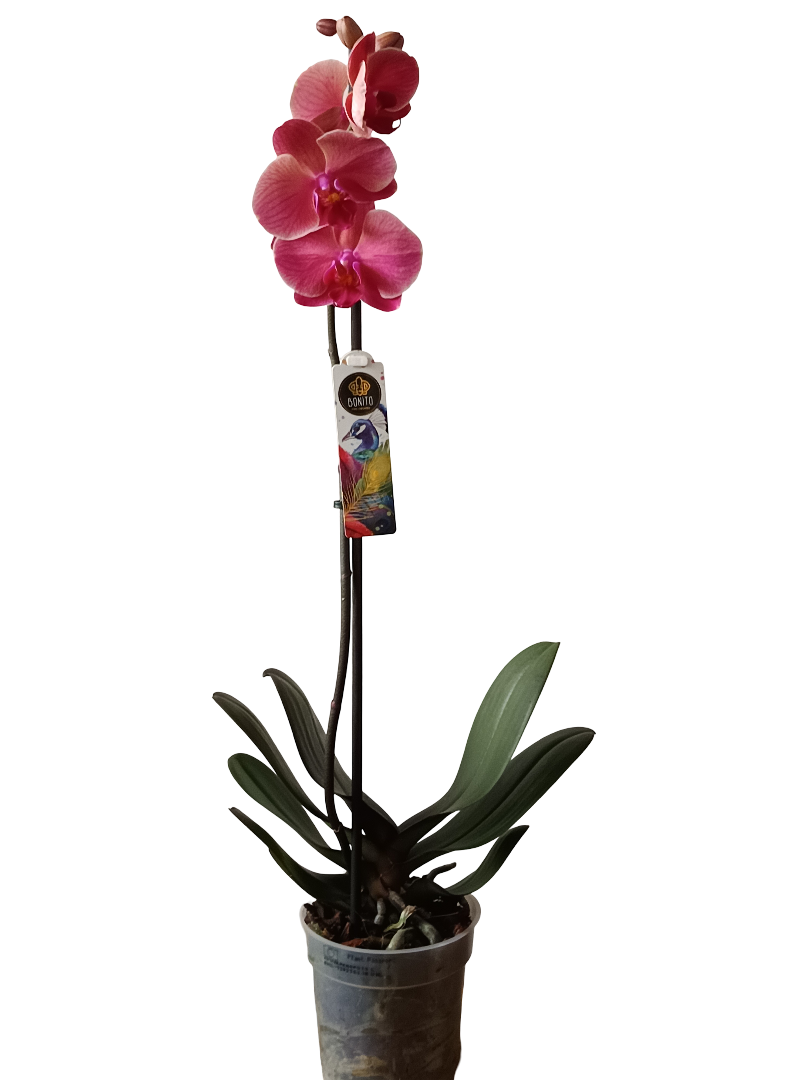 Orquidea Phalaenopsis De Color Surtido Ø12 - 60 Cm - Sin Flor_3